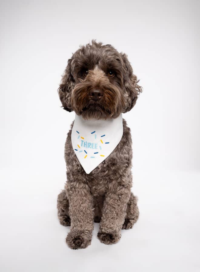 Dog wearing a white birthday bandana with colorful text on a white background