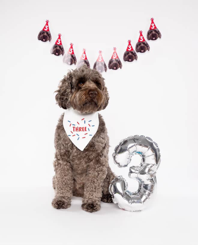 Dog wearing a 'THREE' bandana with birthday hats and a number '3' balloon on a white background
