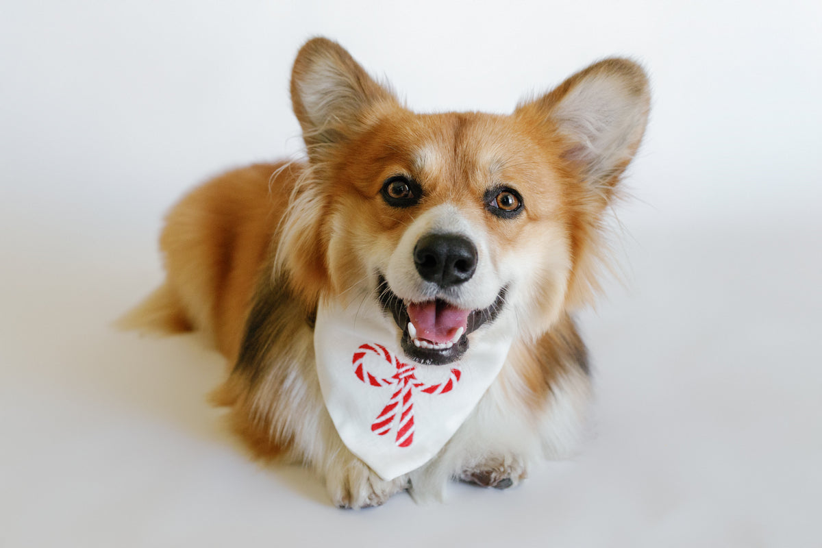 Dog wearing a bandana with a candy cane design on a white background