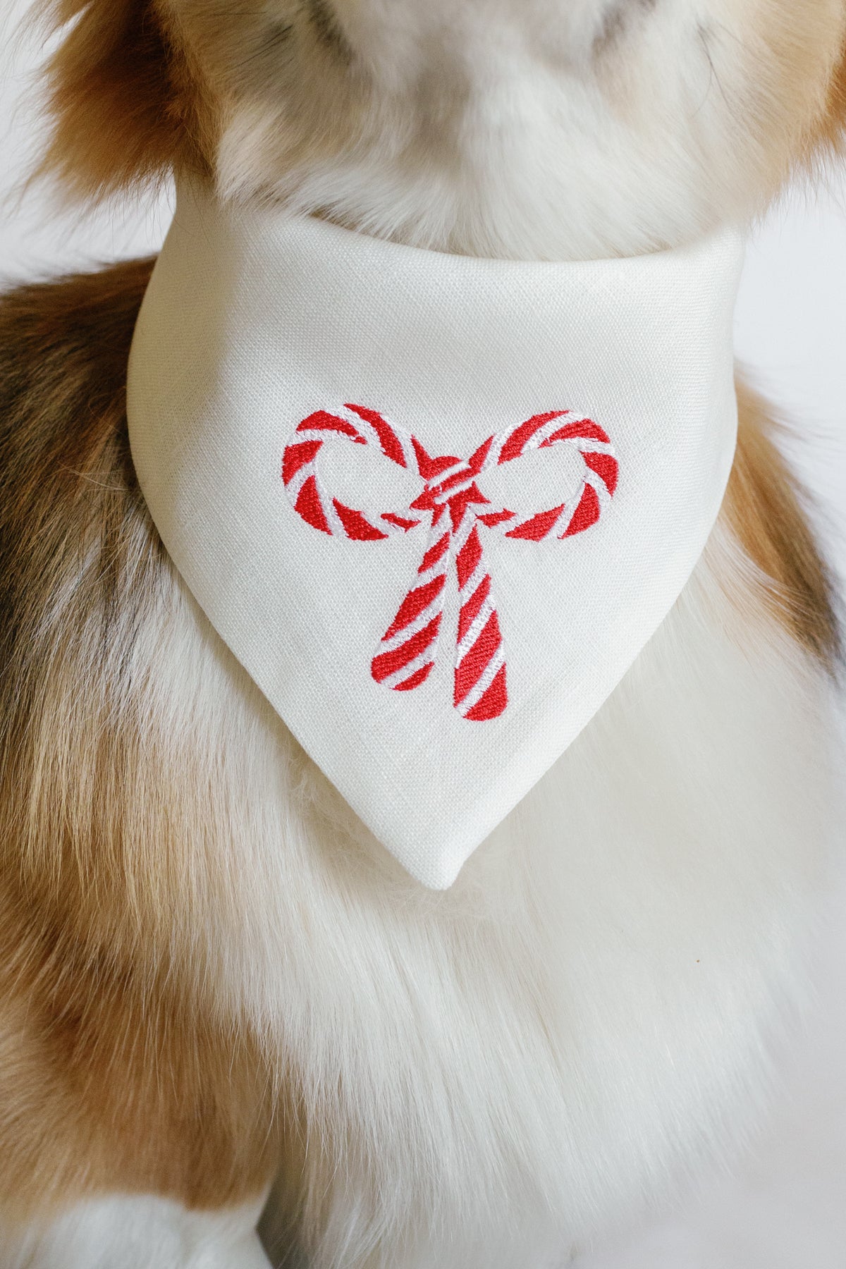 Dog wearing a white bandana with red candy cane design on a white background
