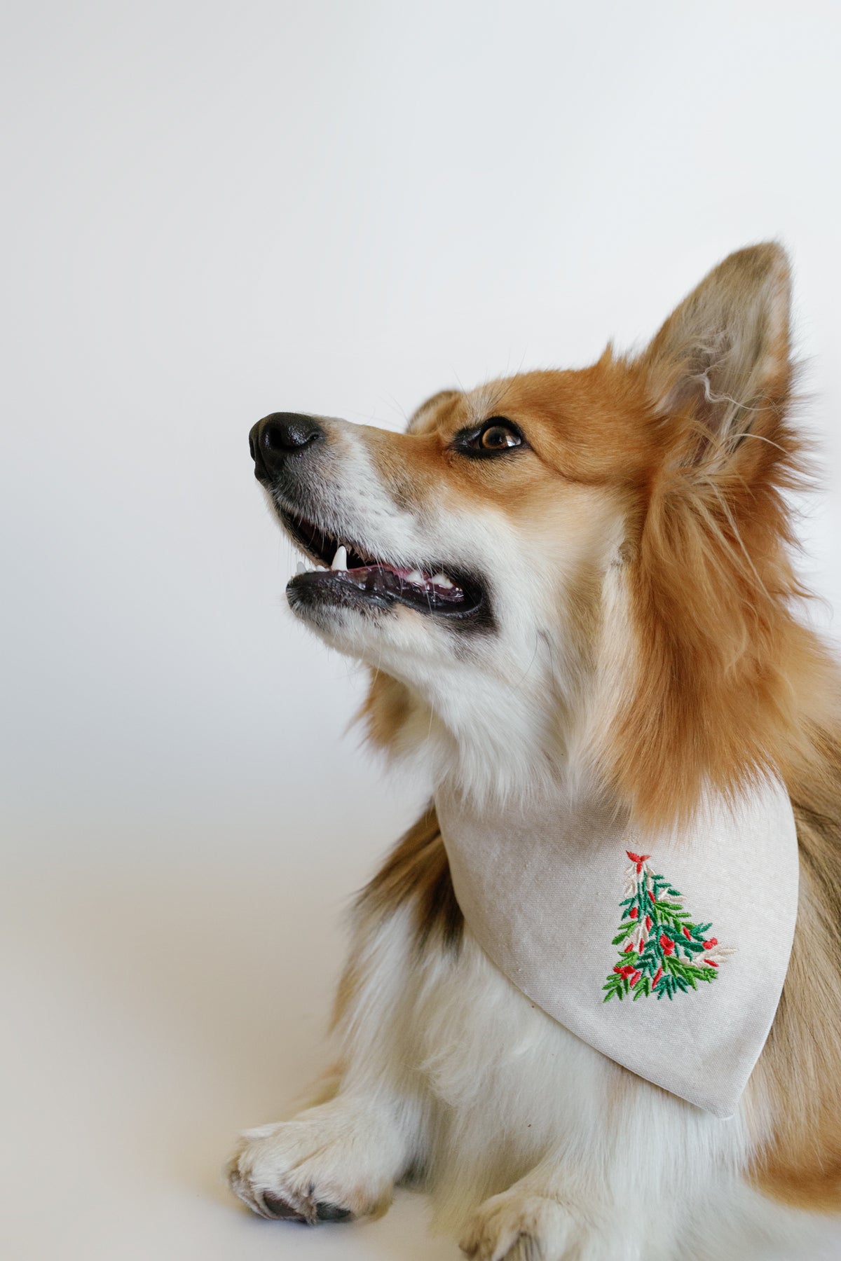 Dog wearing a bandana with a Christmas tree design on a white background