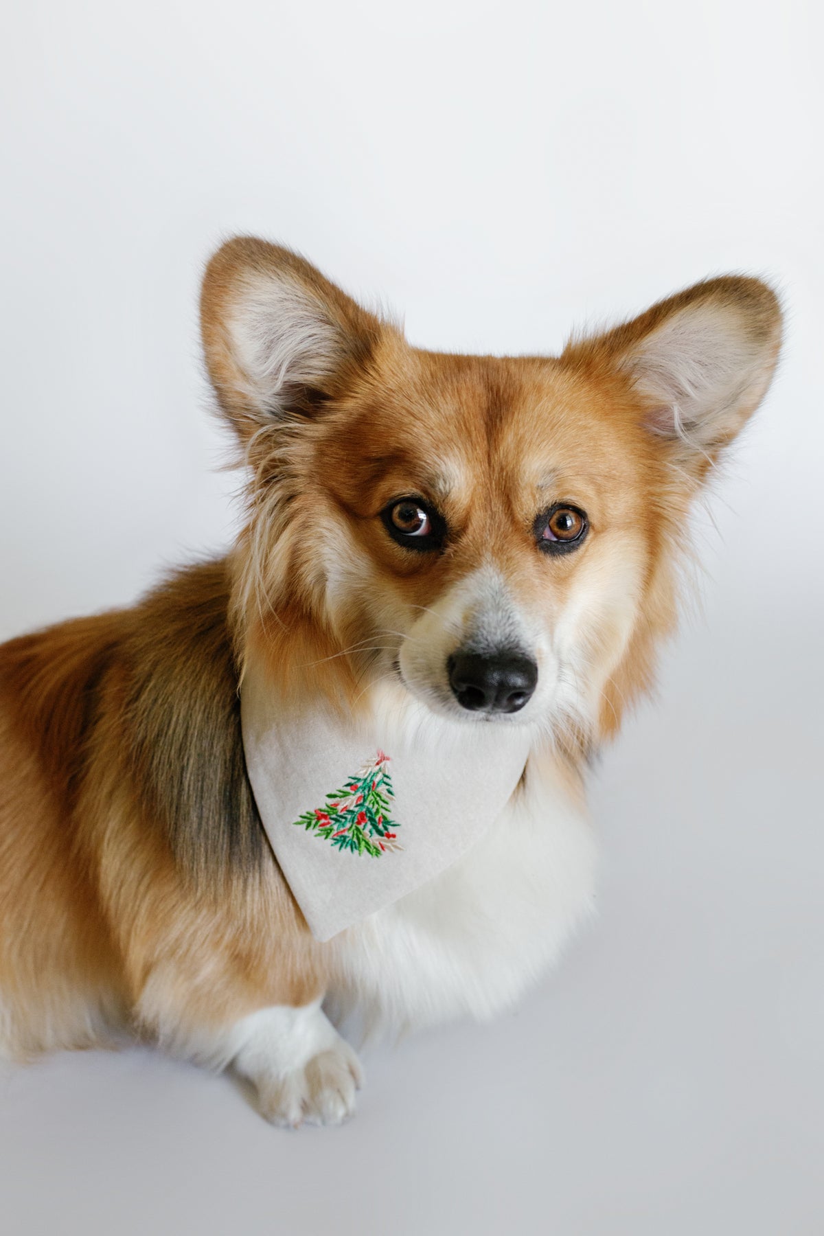 Dog wearing a collar with a Christmas tree design on a white background