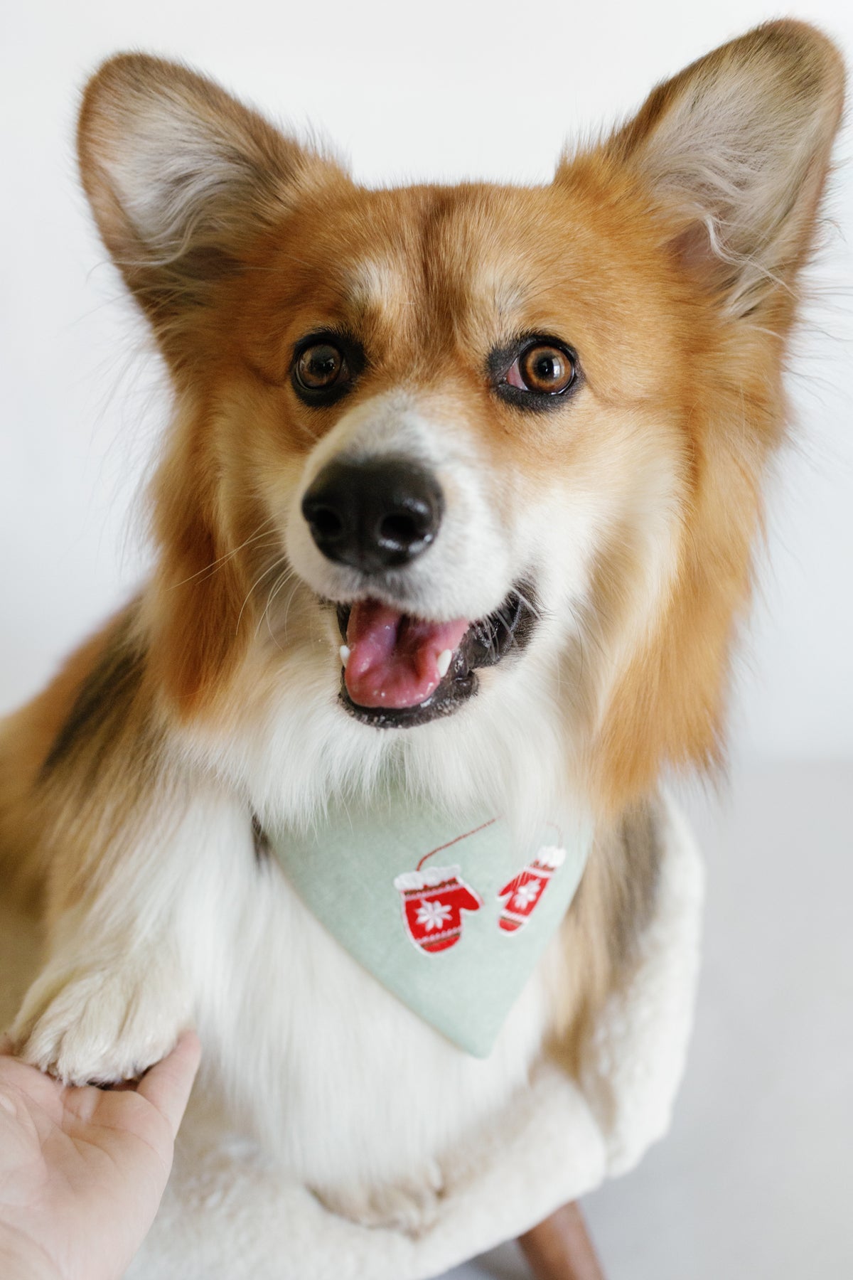 Dog wearing a green bandana with red mittens on a white background