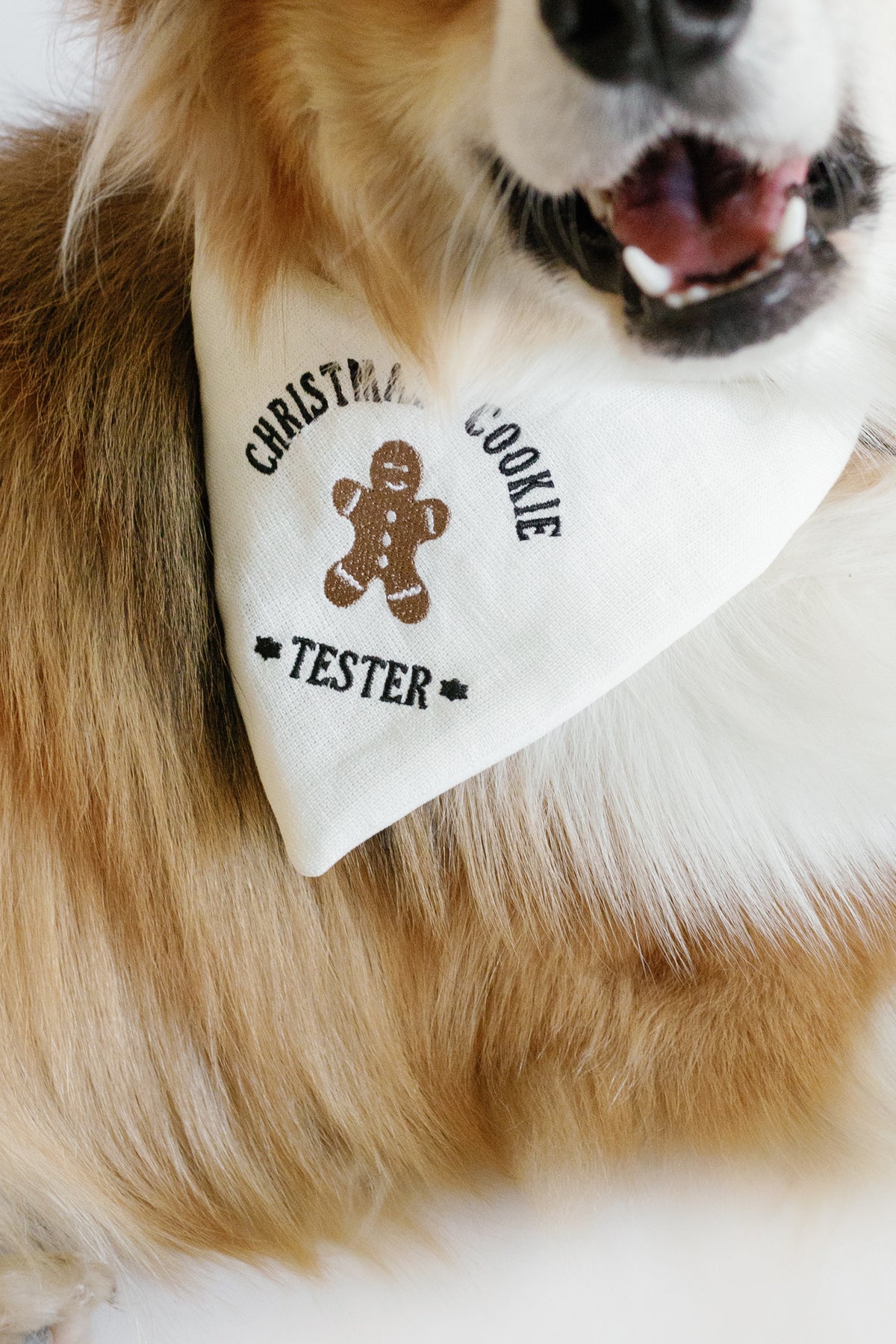 Dog wearing a bandana with 'Christmas Cookie Tester' text and gingerbread man design.