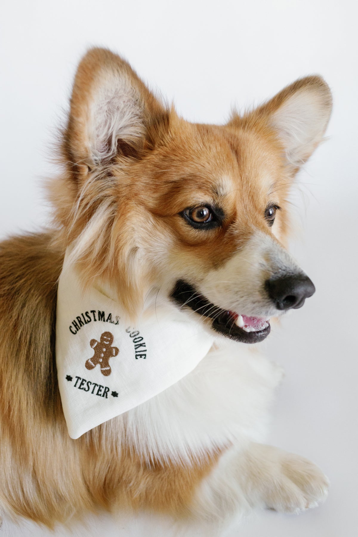 Dog wearing a white bandana with text on a white background