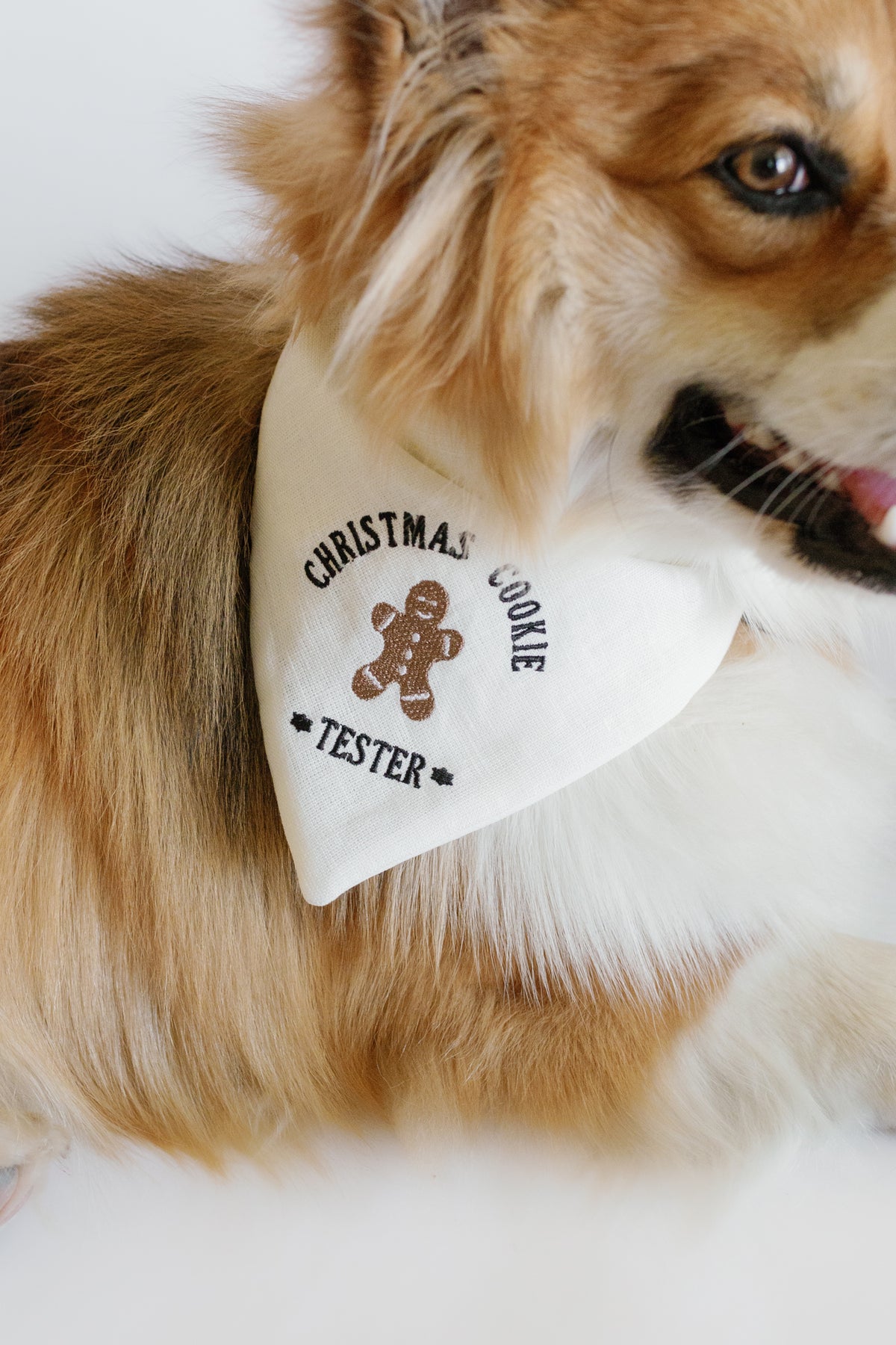 Dog wearing a bandana with 'Christmas Cookie Tester' text and gingerbread man graphic.