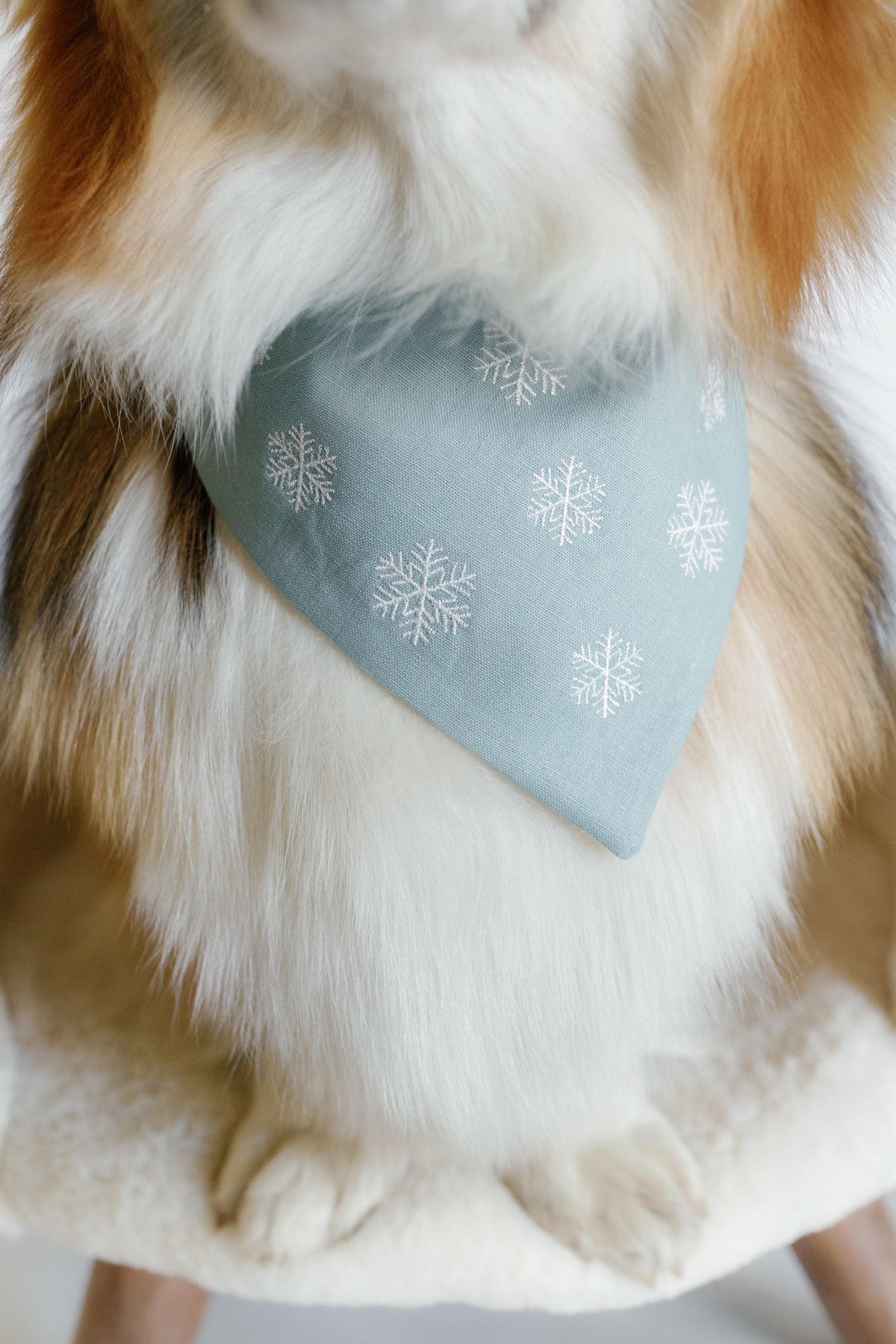 Dog wearing a light blue bandana with snowflake patterns on a neutral background