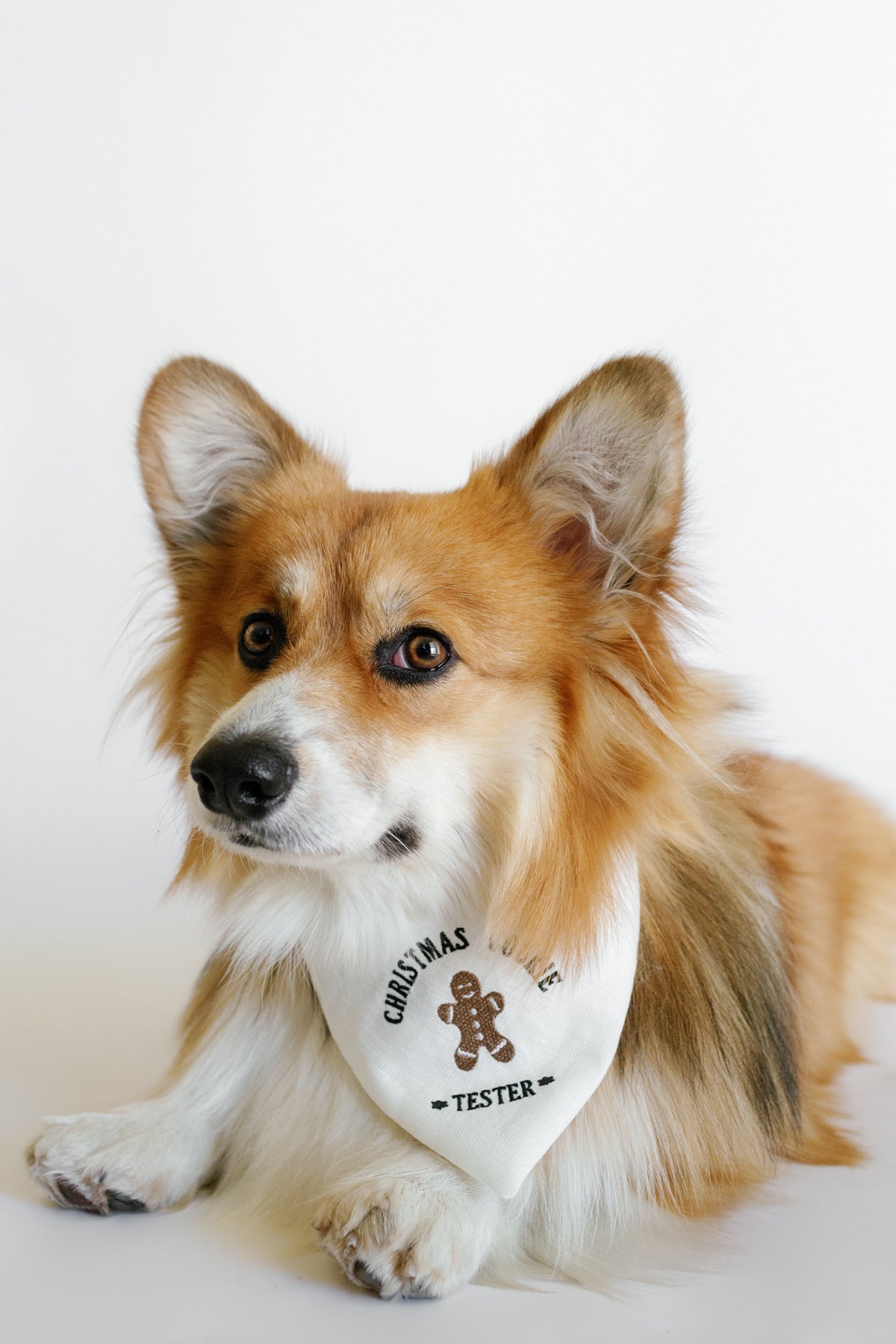 Dog wearing a bandana with text and a gingerbread man graphic on a white background