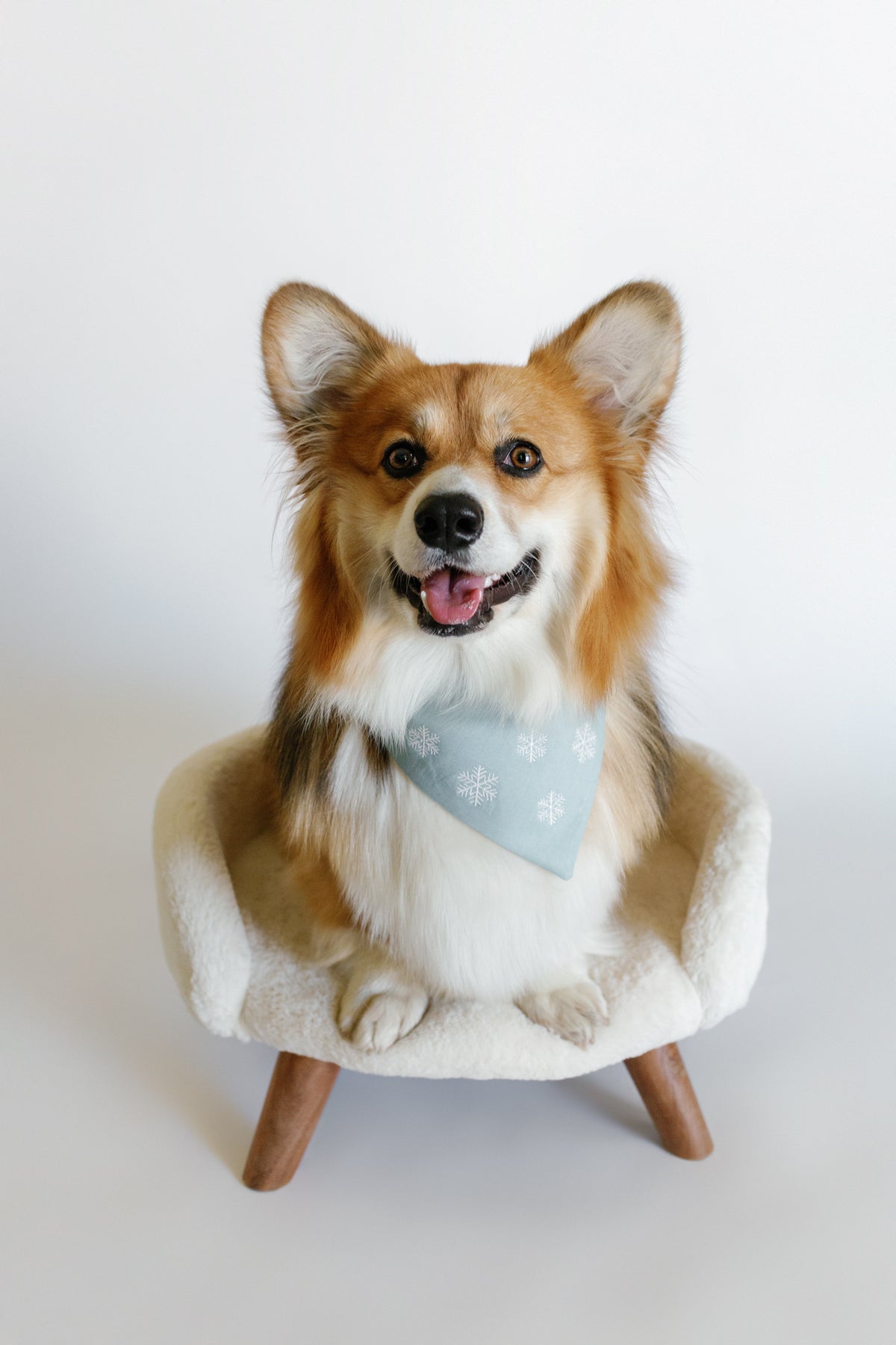 Dog wearing a blue bandana sitting on a small chair with a white background