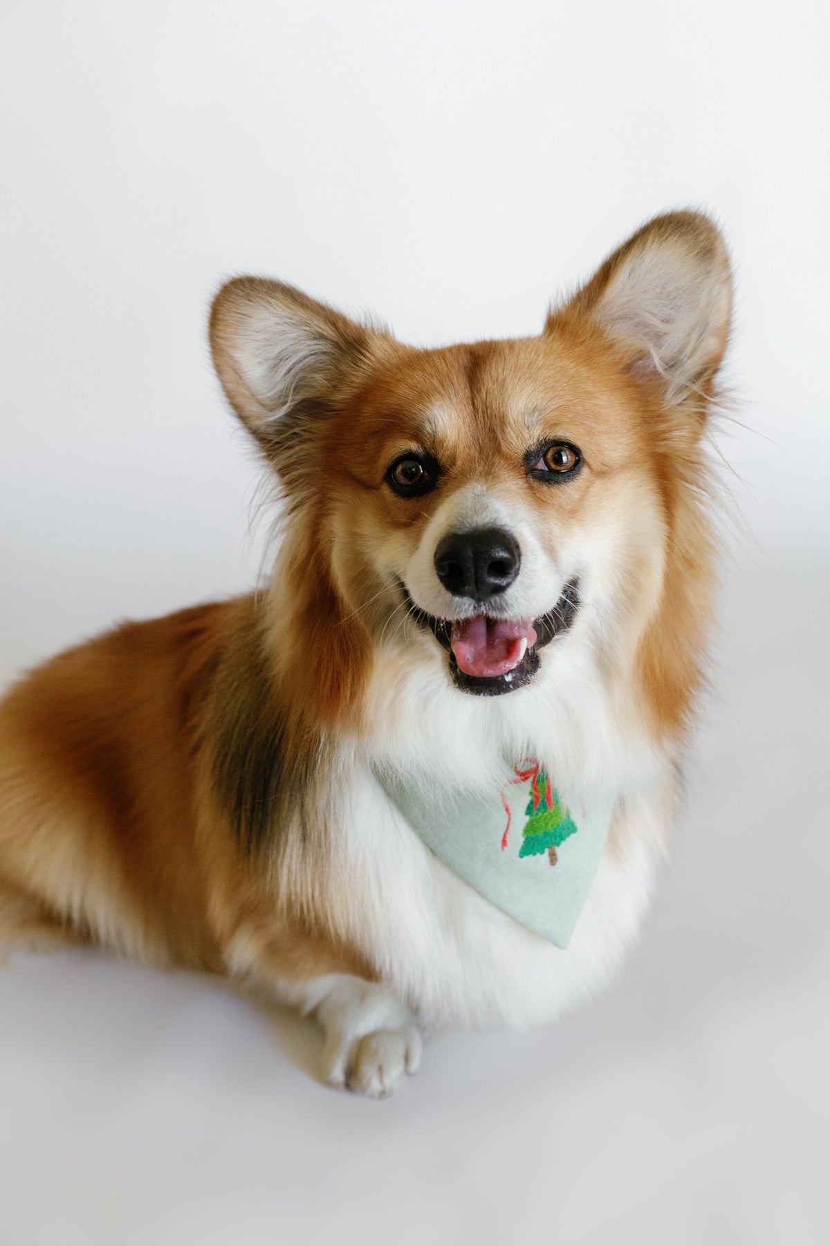 Dog wearing a bandana with a Christmas design on a white background
