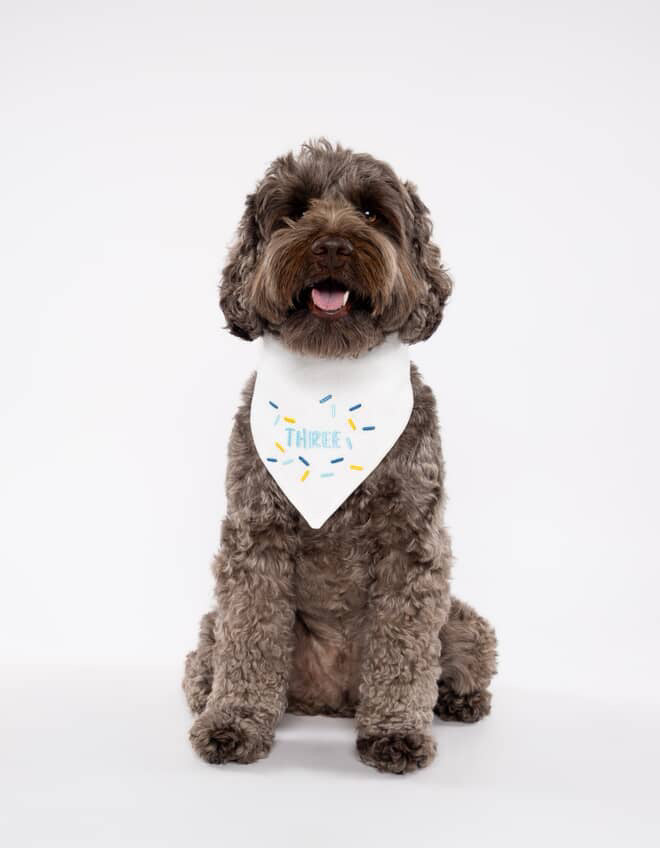Dog wearing a white birthday bandana with colorful text on a white background