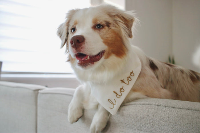 Dog wearing a bandana with 'I do too' text on a couch