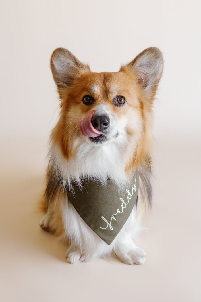 Dog wearing a bandana with 'Freddie' on a plain background