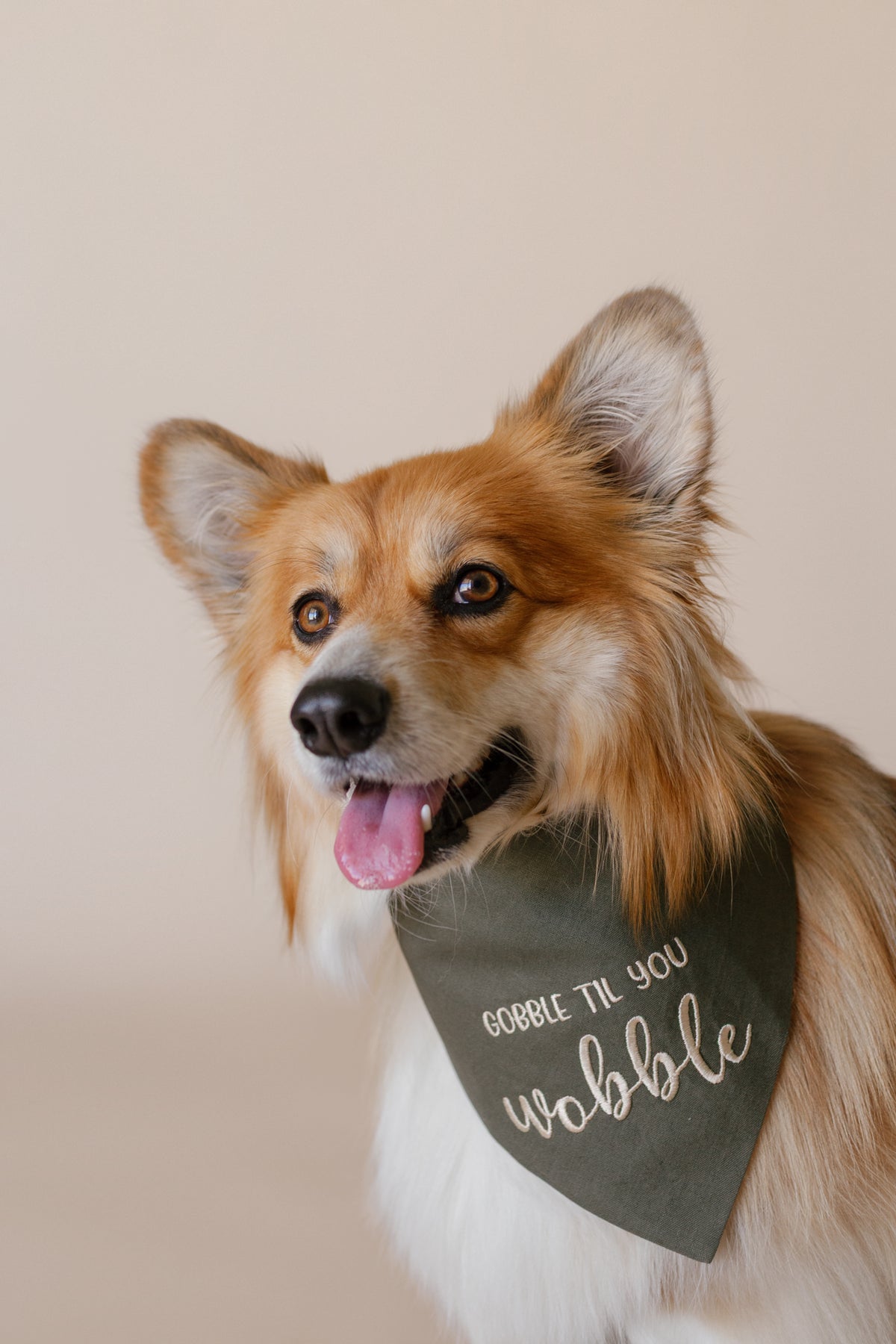 Dog wearing a bandana with text on a plain background