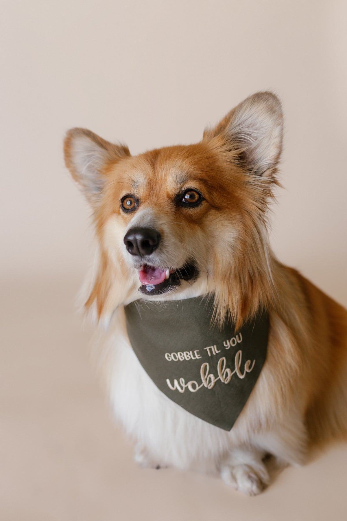 Dog wearing a bandana with text on a plain background