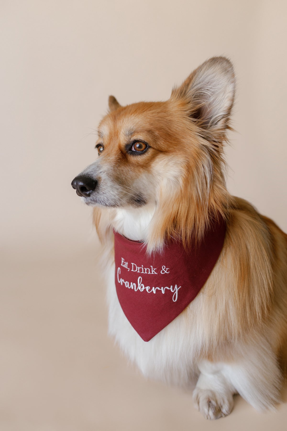 Dog wearing a red bandana with text on a beige background