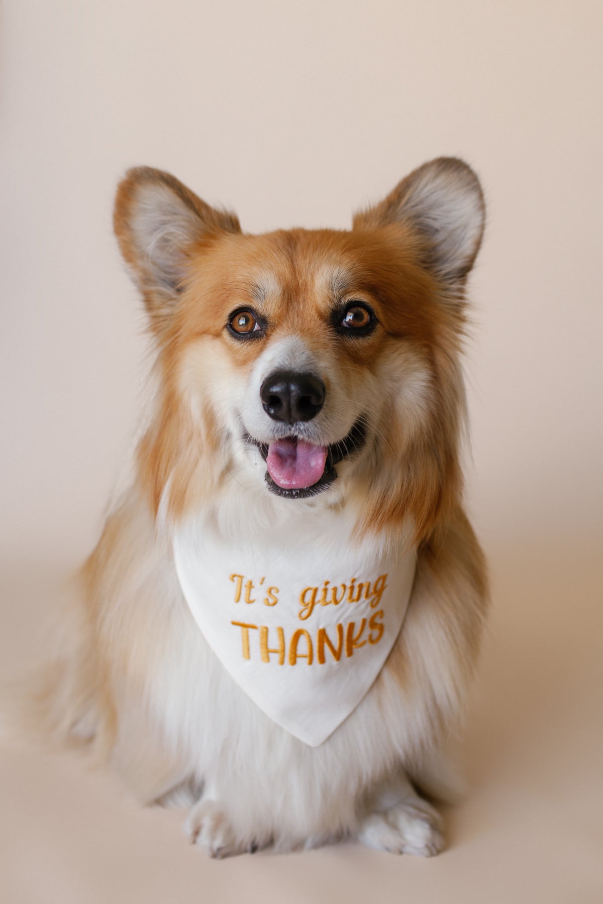 Dog wearing a bandana with 'It's giving THANKS' text on a beige background