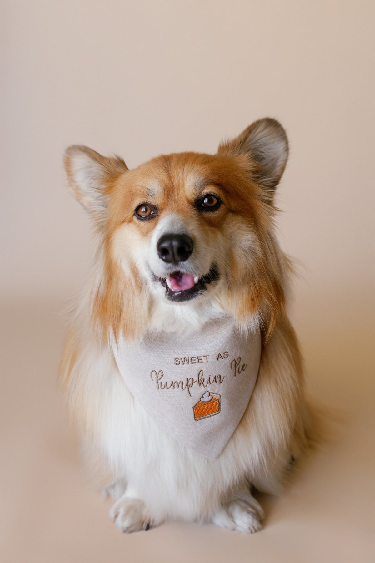 Dog wearing a bandana with text and a pumpkin pie graphic on a beige background