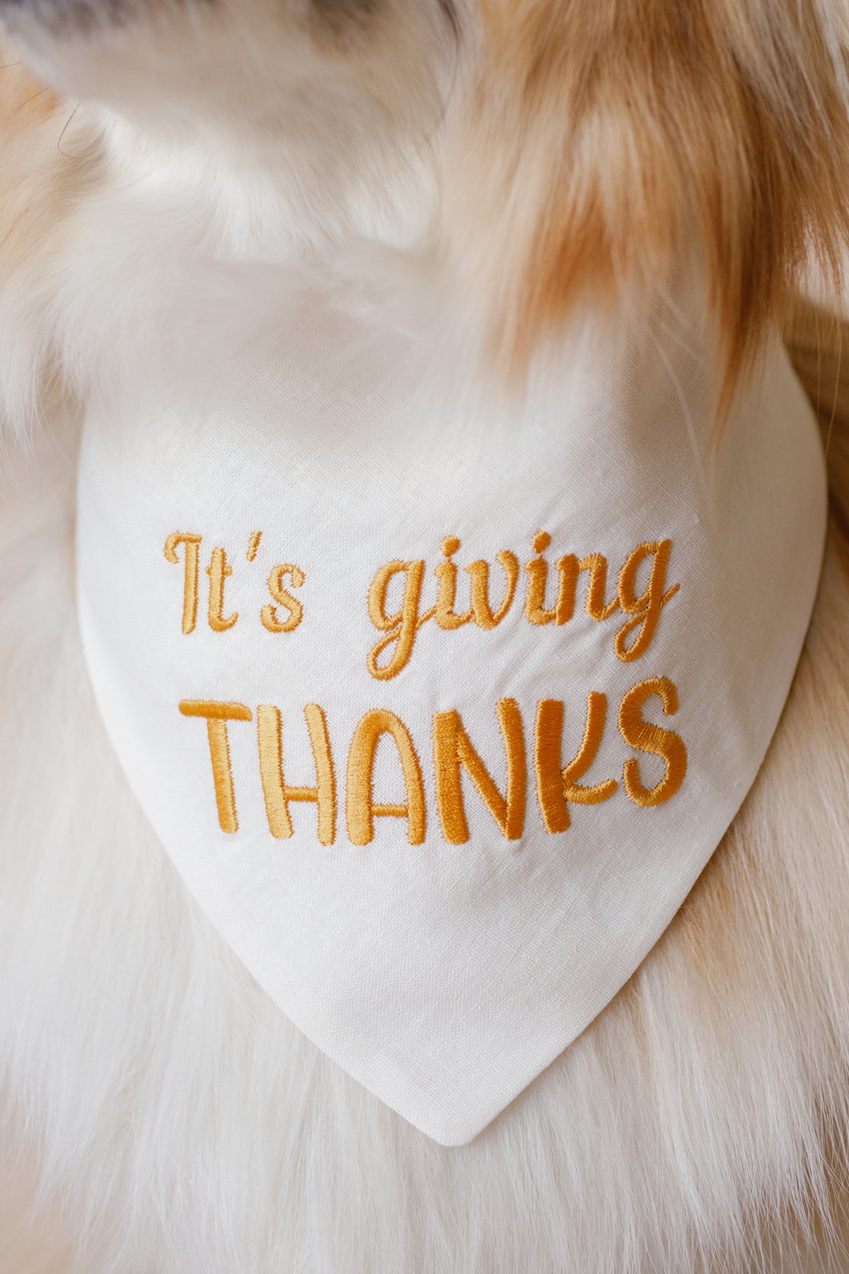 Dog bandana with 'It's giving THANKS' text on a fluffy white background