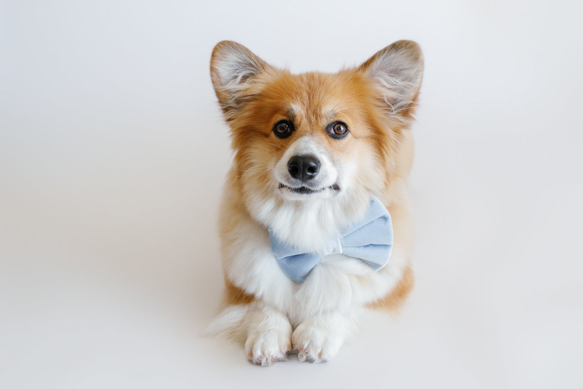 Dog wearing a light blue bow tie on a white background