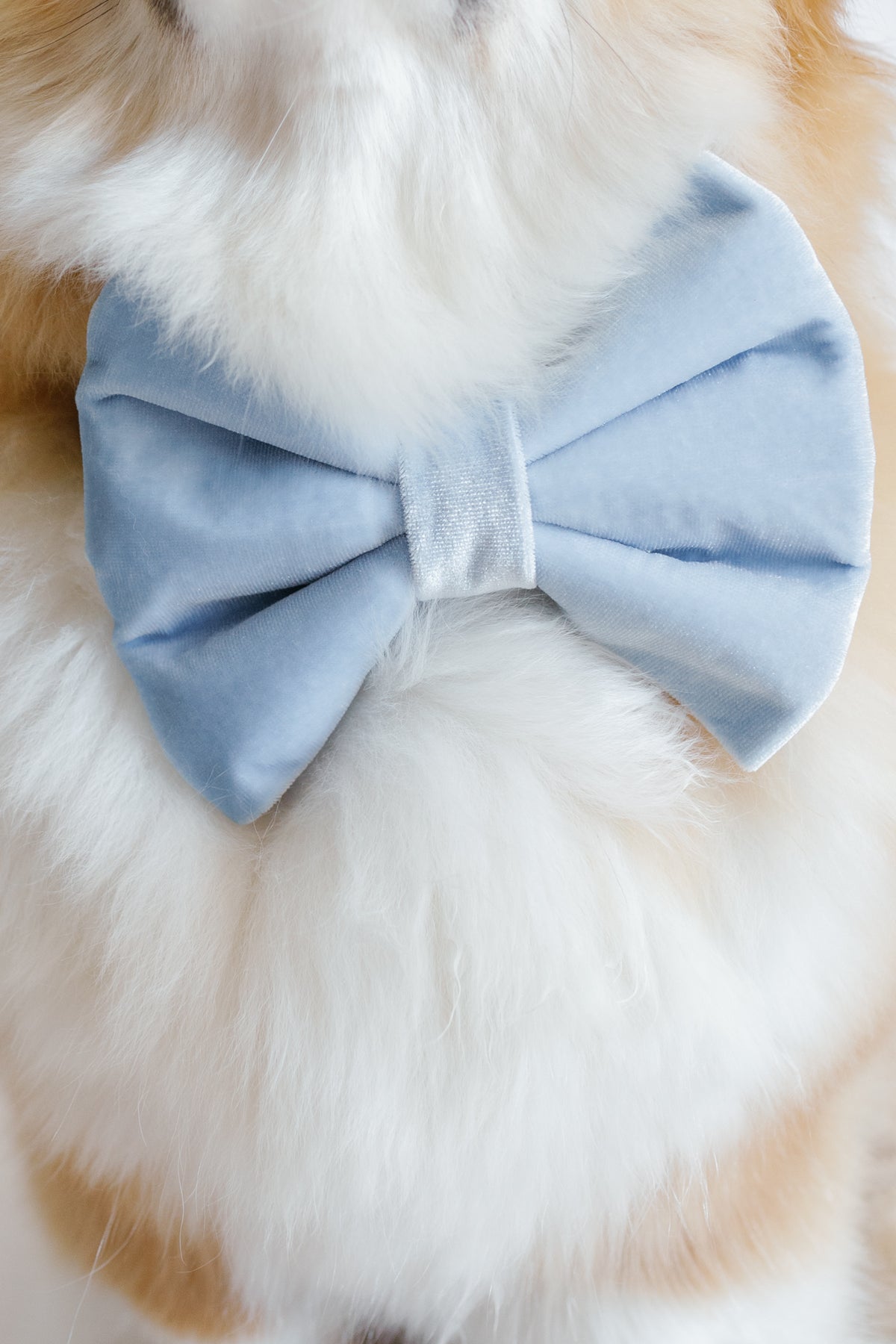 Light blue bow tie on a dog's neck with white and brown fur.