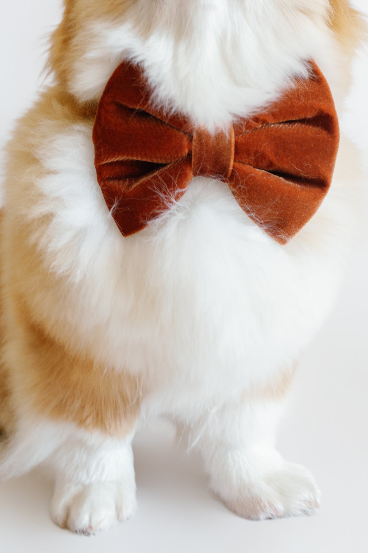 Cat wearing a brown bow tie on a white background