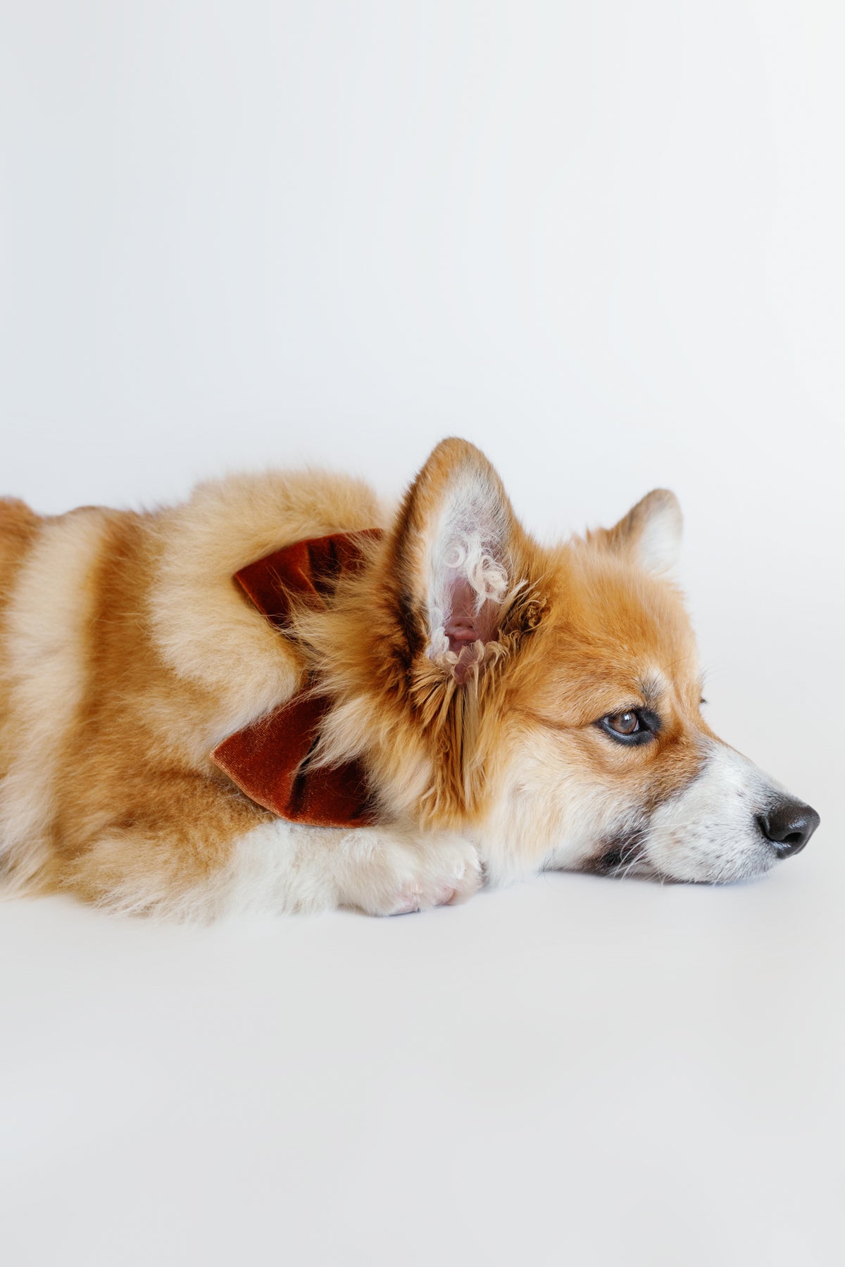 Corgi dog lying on a white surface with a plain background wearing brown velvet bowtie
