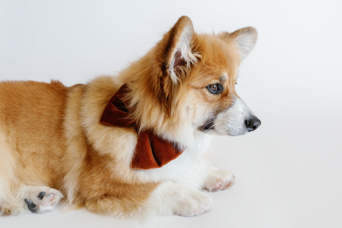Corgi wearing a brown bow tie on a white background