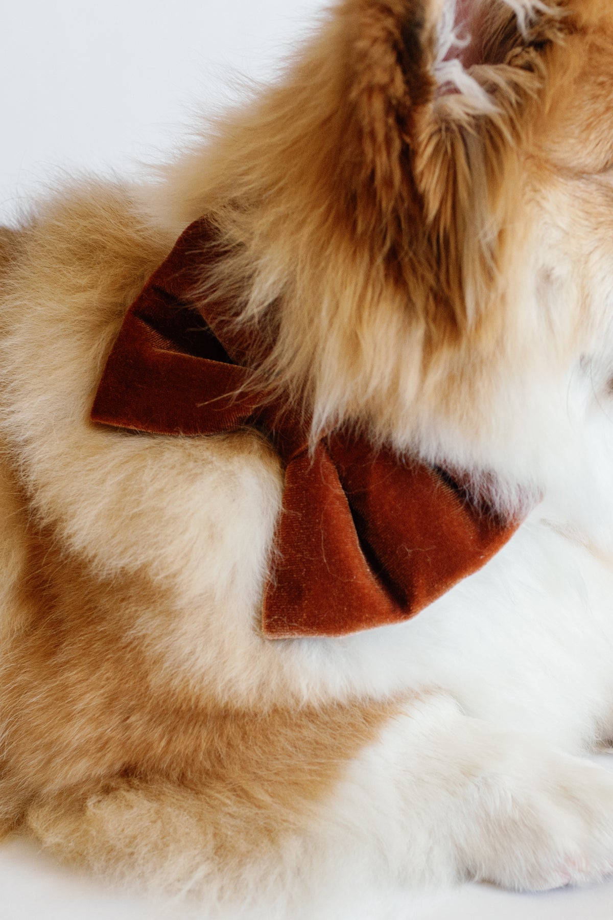 Dog wearing a brown velvet bow tie on a white background