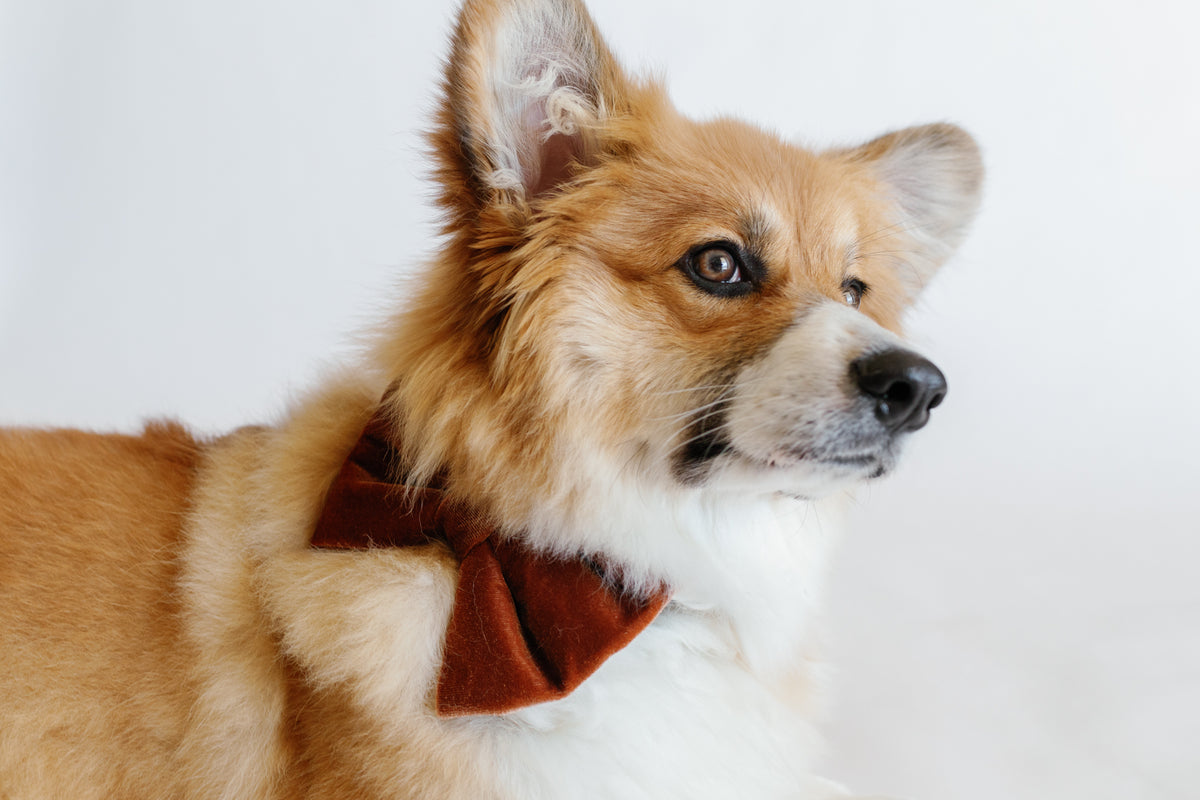 Dog wearing a brown bow tie on a white background