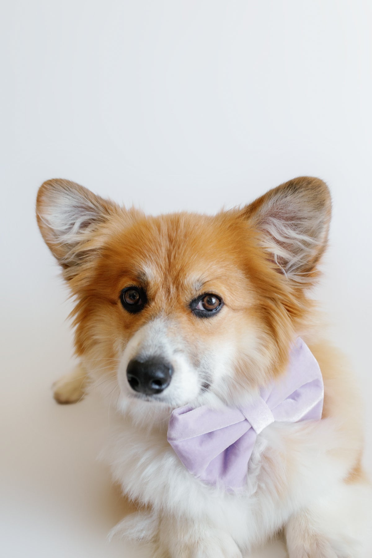 Dog wearing a purple bow tie on a white background