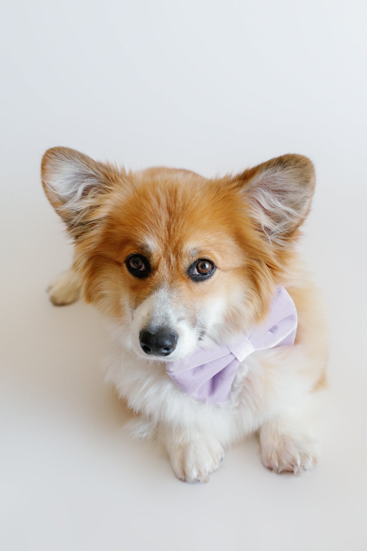 Dog wearing a purple bow tie on a white background