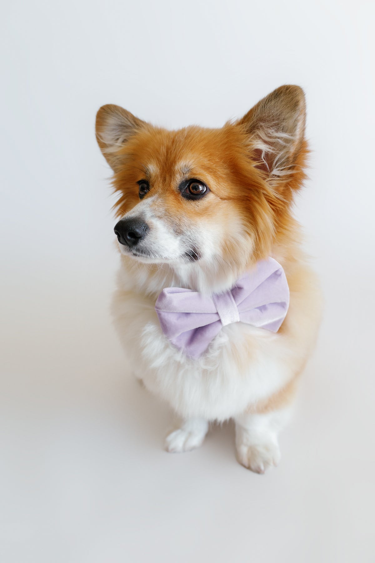 Dog wearing a purple bow tie on a light background