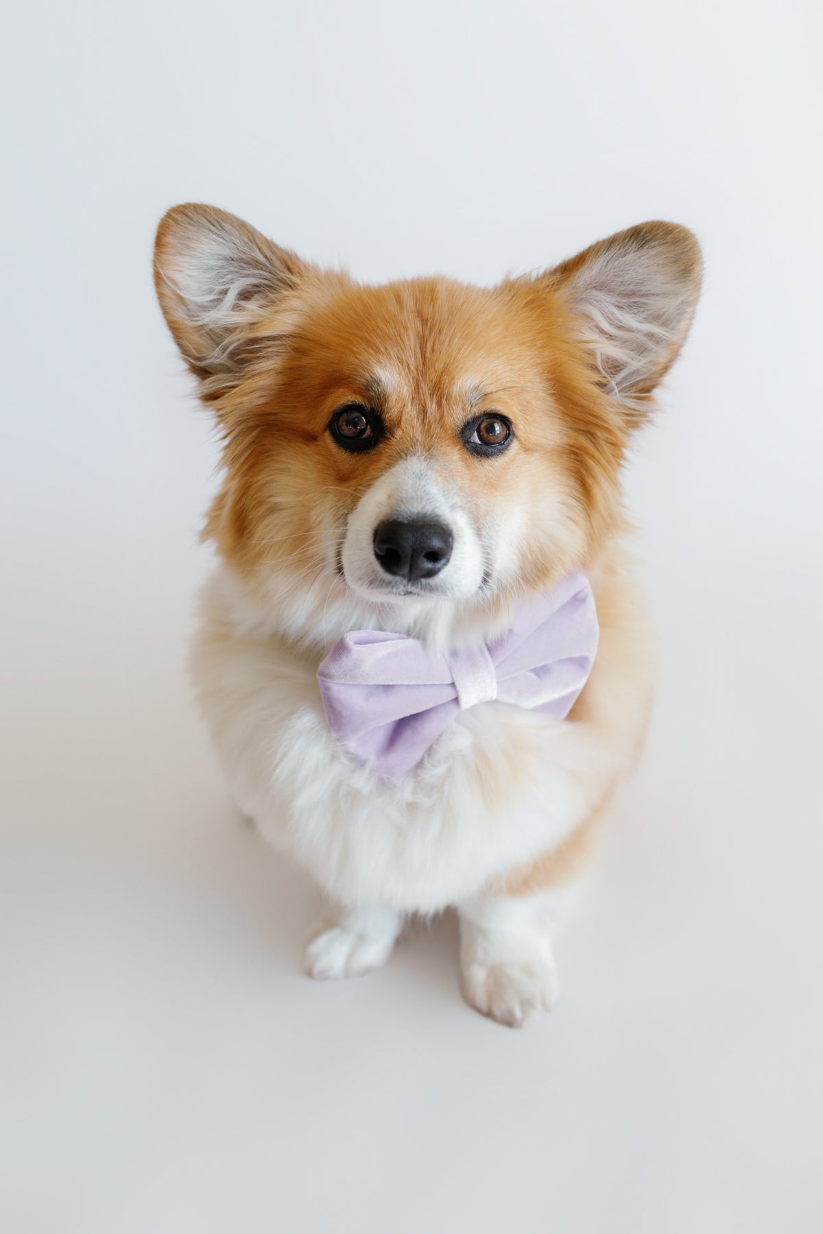 Dog wearing a purple bow tie on a light background
