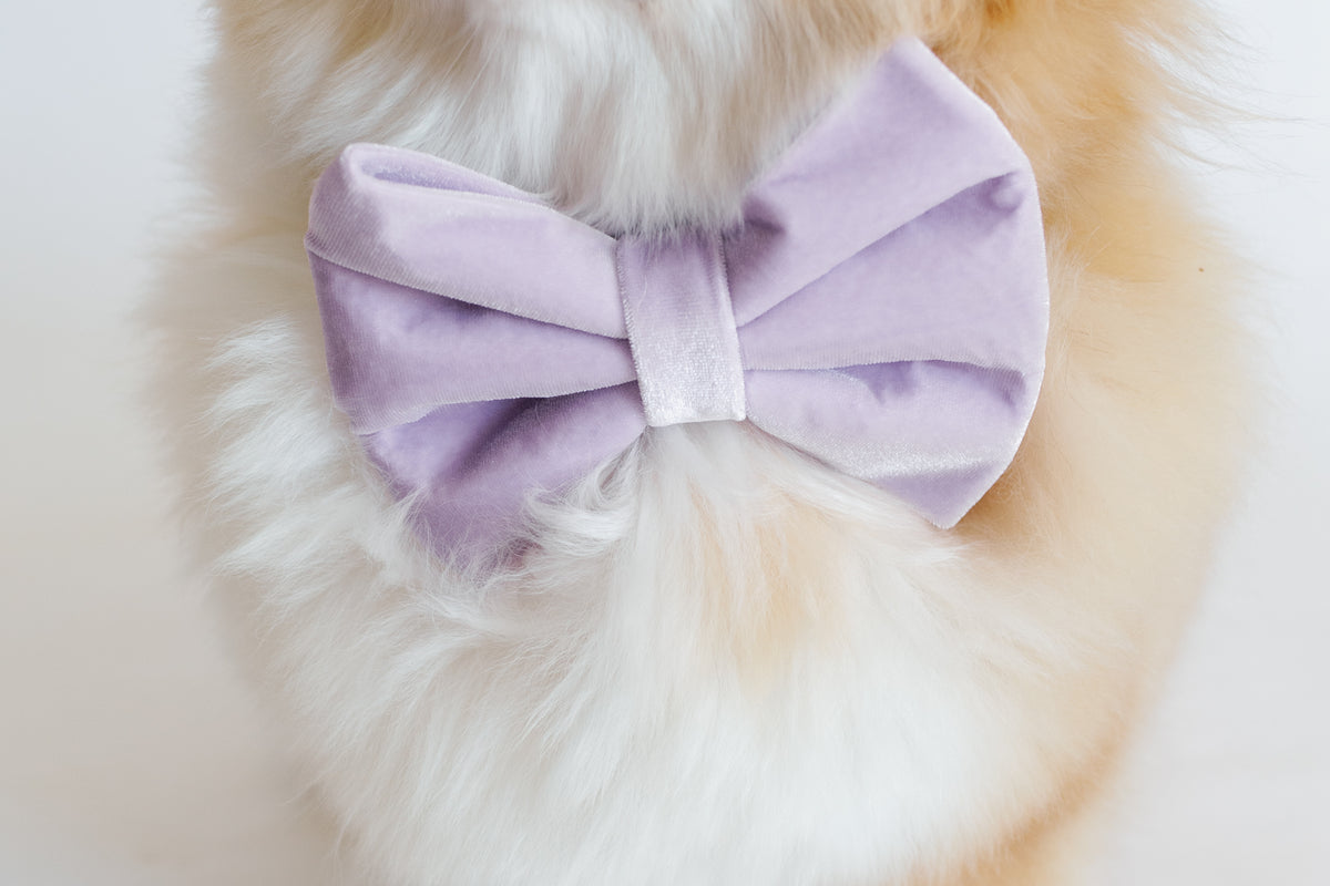 Close-up of a fluffy white cat with a purple bow on a light background