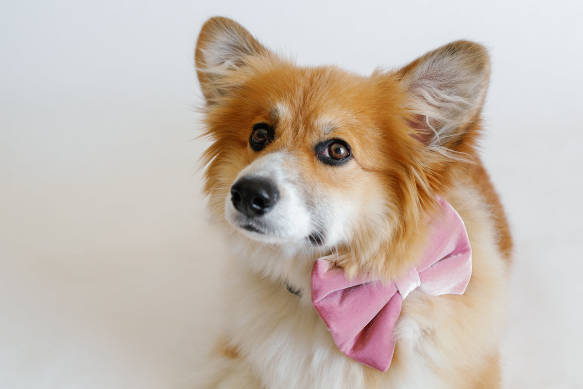 Dog wearing a pink bow tie on a white background