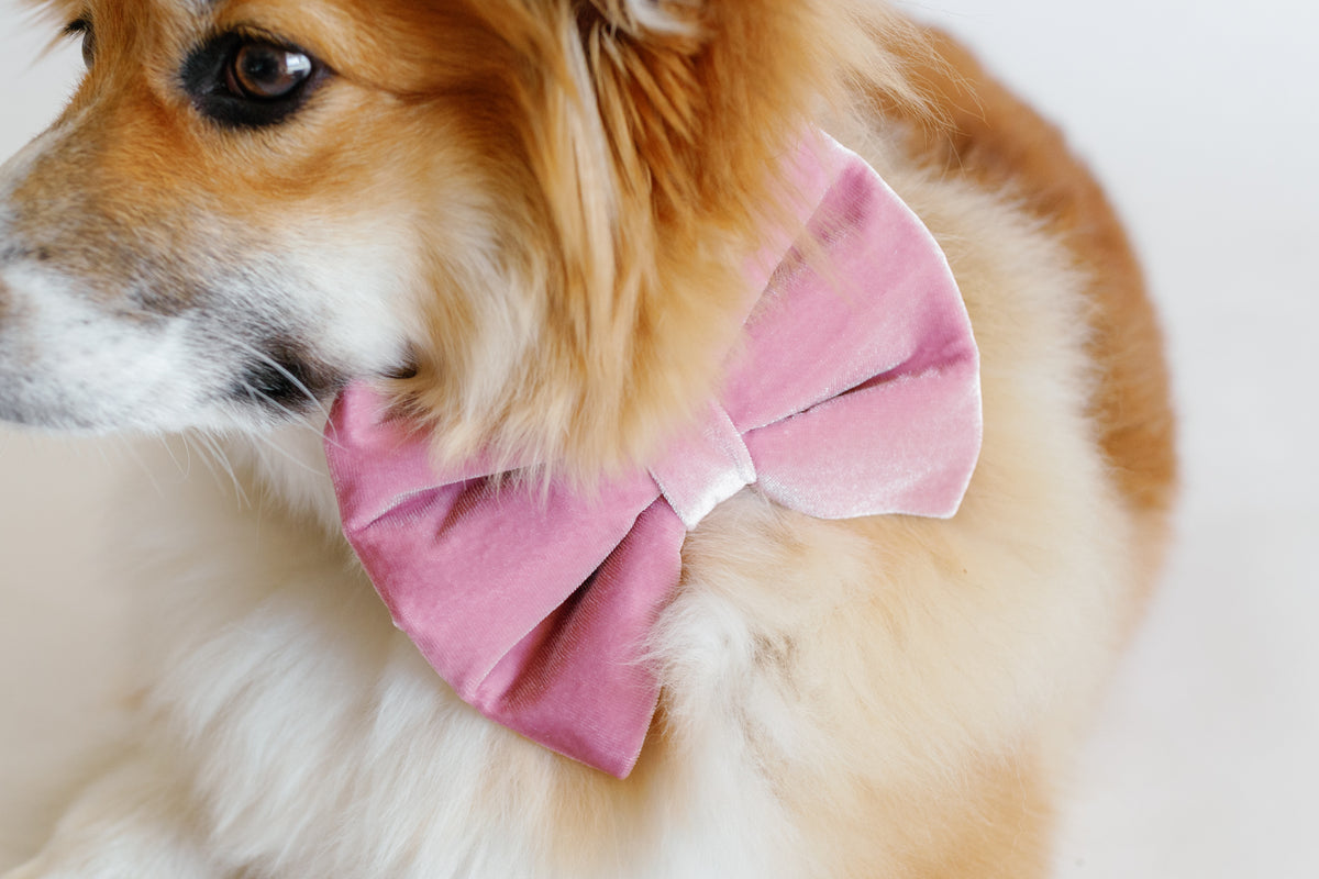 Dog wearing a pink bow tie on a light background