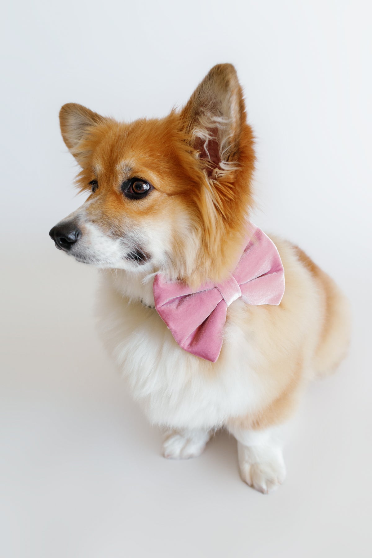 Dog wearing a pink bow tie on a white background