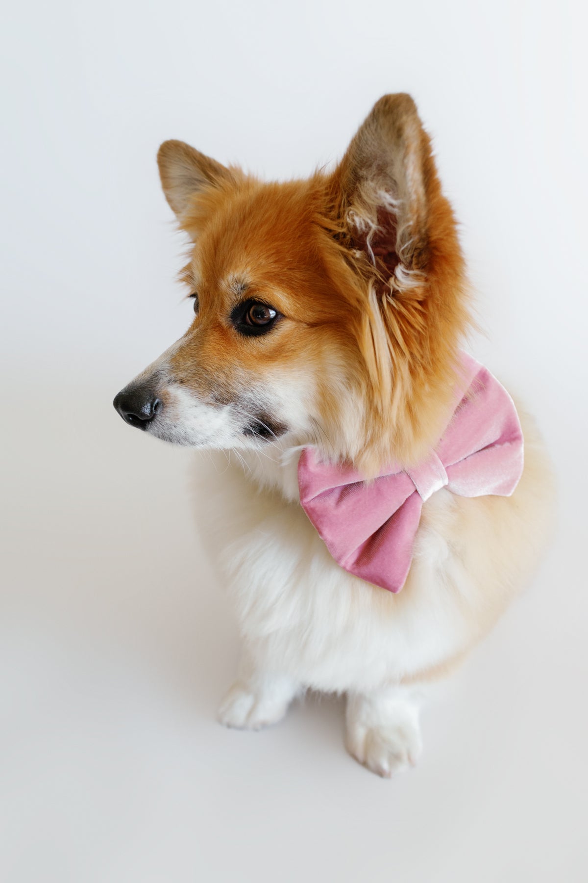 Dog wearing a pink bow tie on a white background