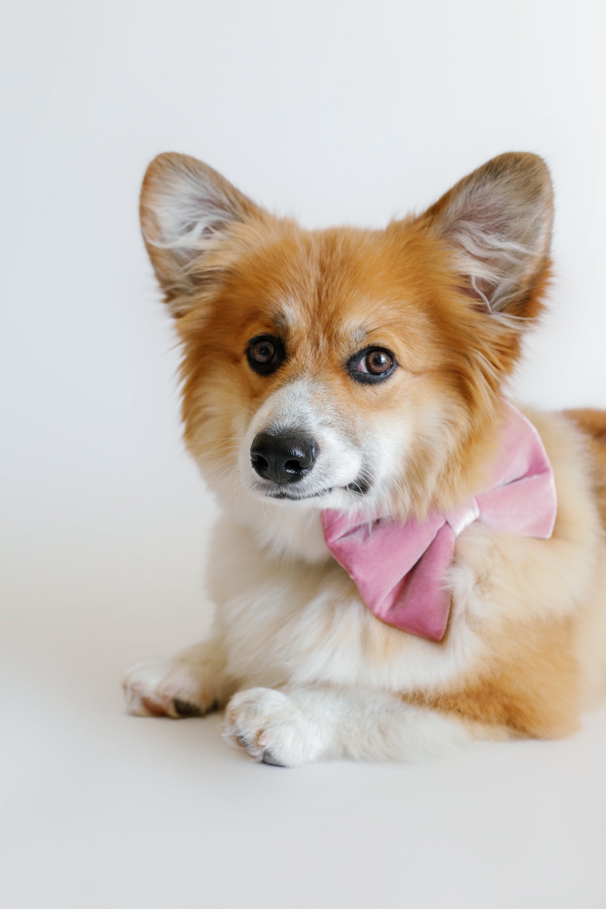 Dog wearing a pink bow tie on a white background