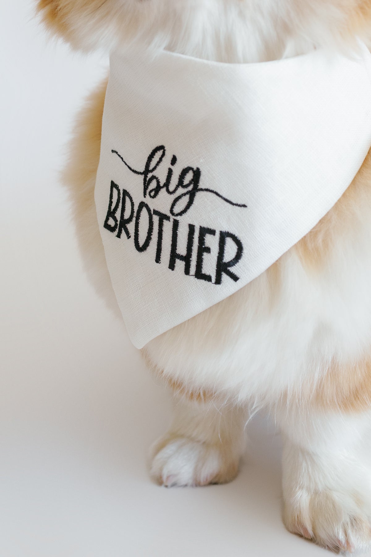 Cat wearing a white bandana with 'big brother' text on a light background