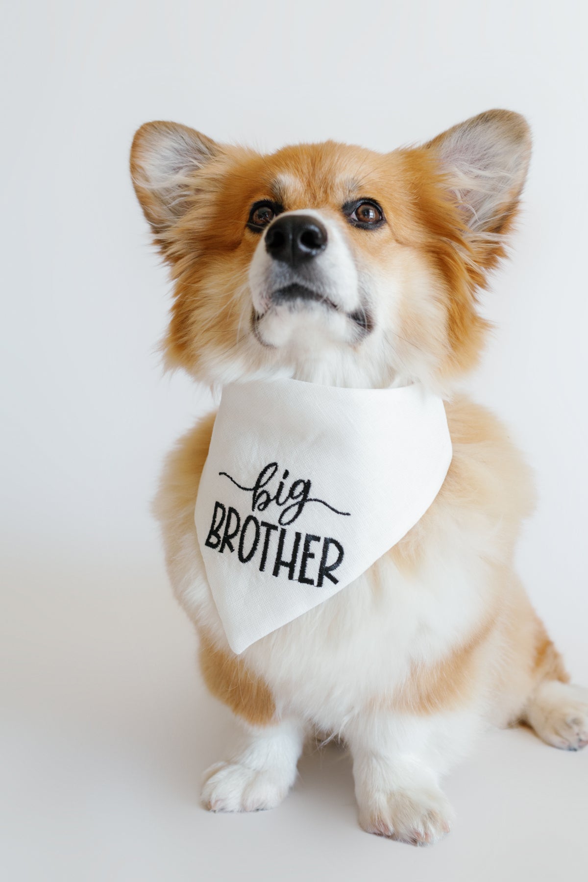 Dog wearing a 'big brother' bandana on a white background