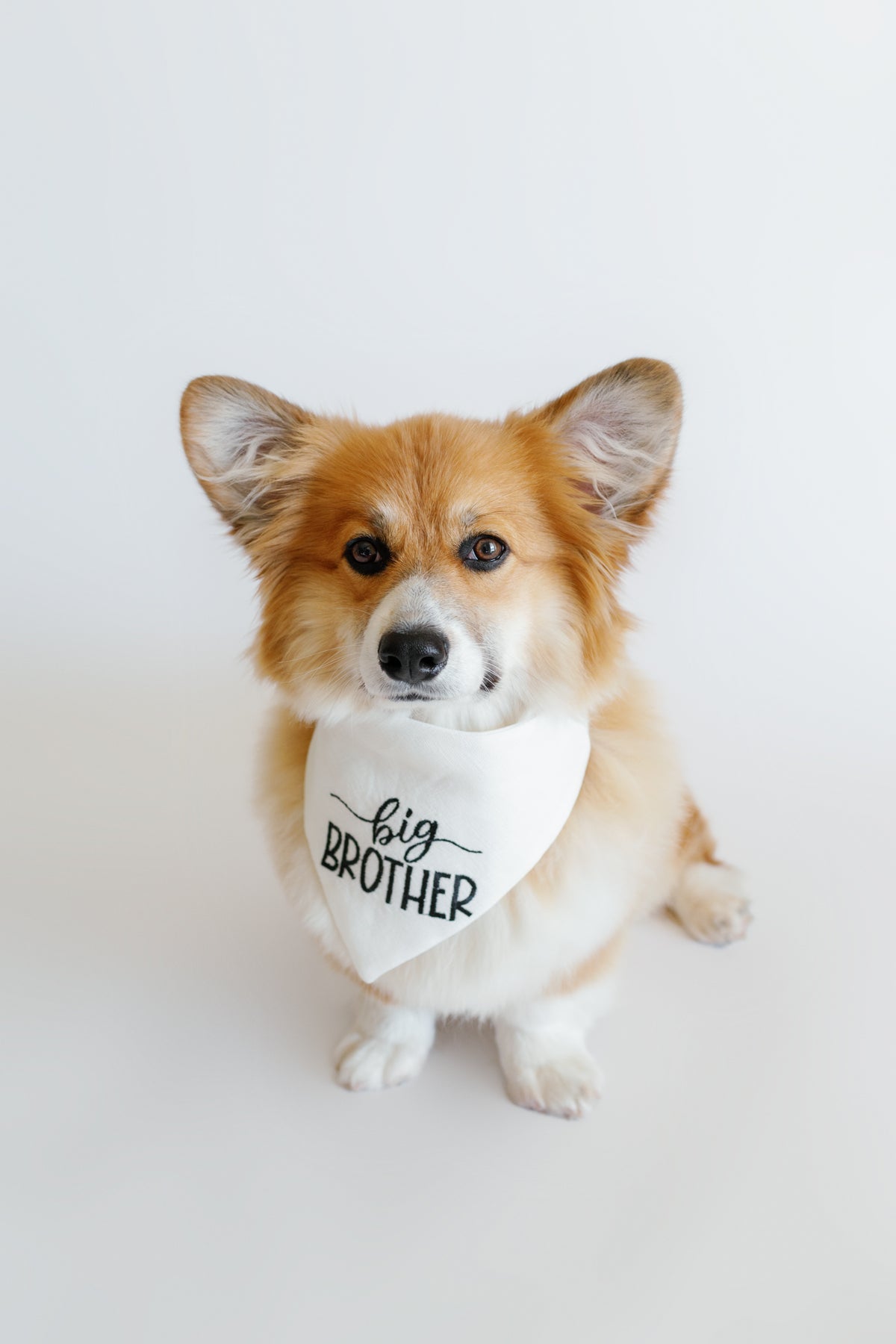 Corgi wearing a 'big brother' bandana on a white background