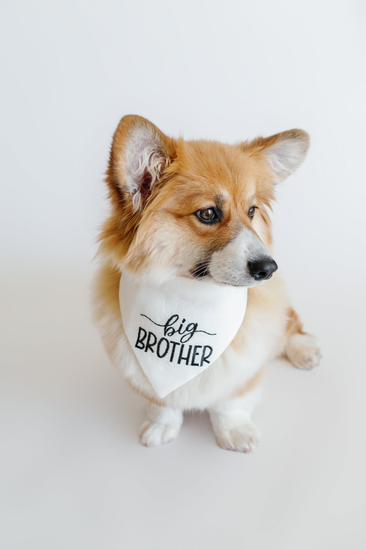 Corgi wearing a bandana with 'big brother' text on a white background