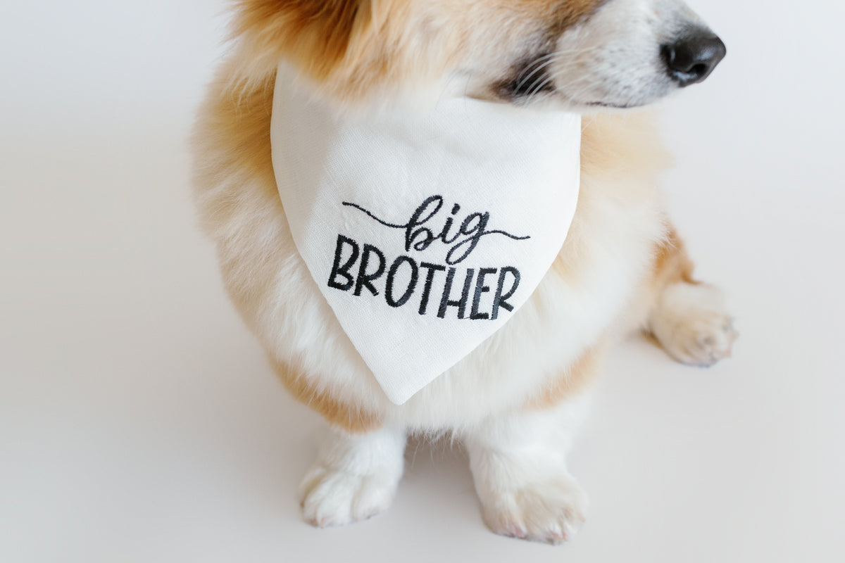 Dog wearing a bandana with 'big brother' text on a white background