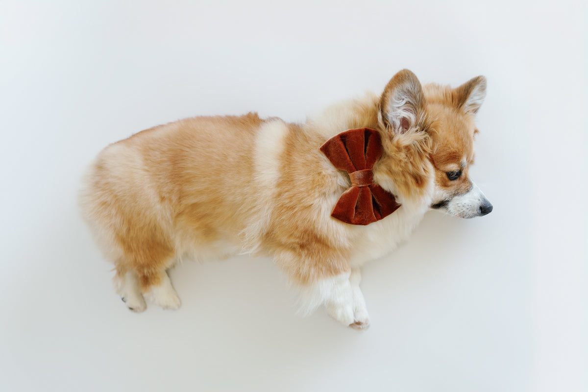 Small dog wearing a brown bow tie on a white background