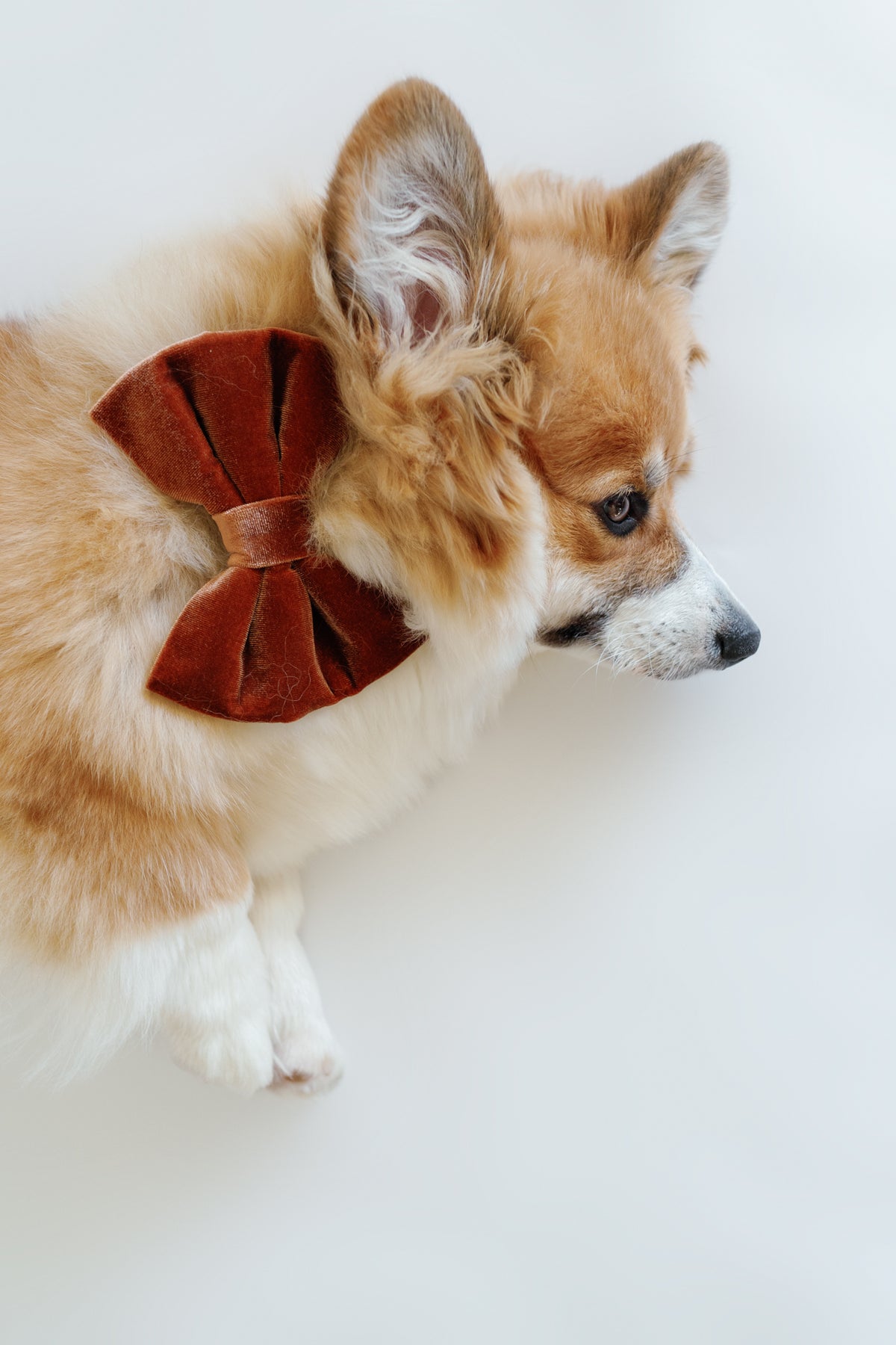 Dog wearing a brown bow tie on a white background
