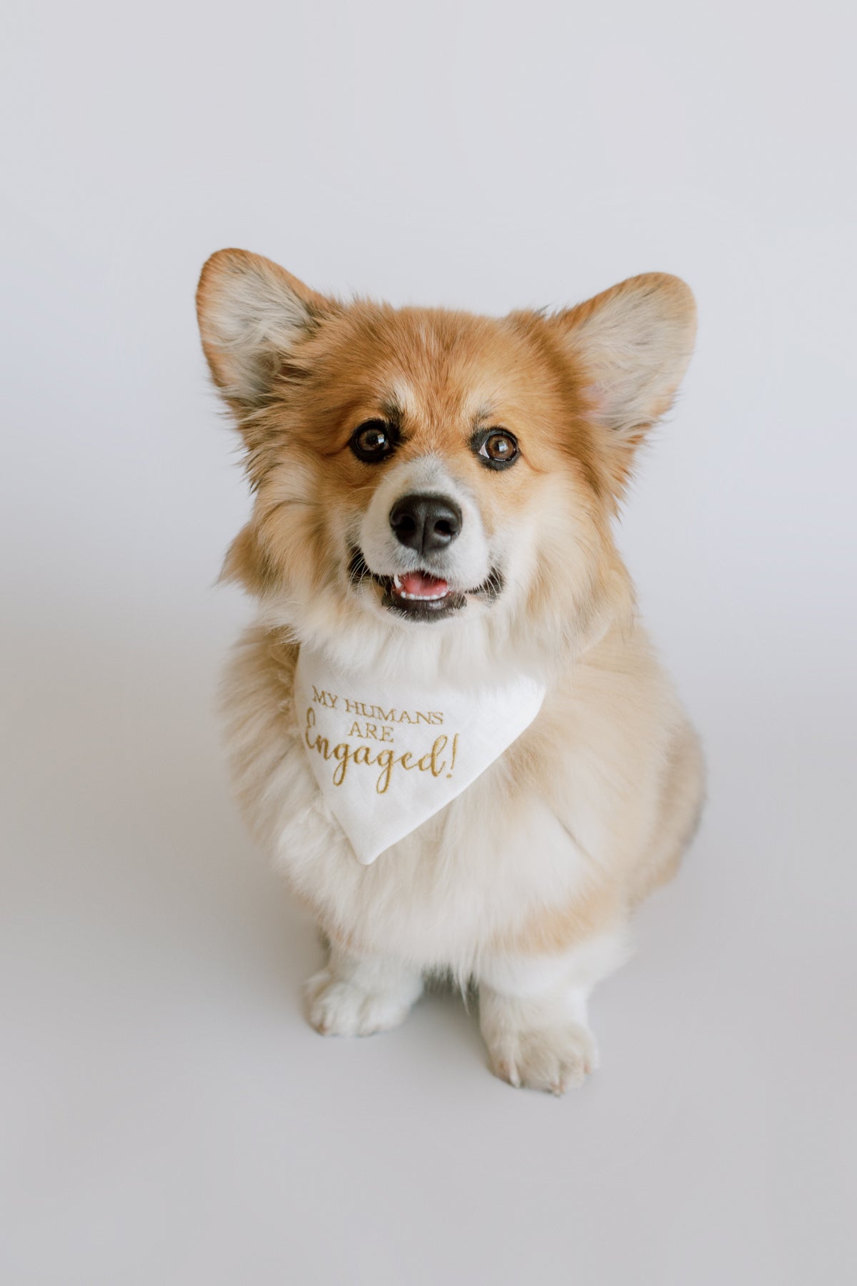 Corgi wearing a bandana with text on a plain background