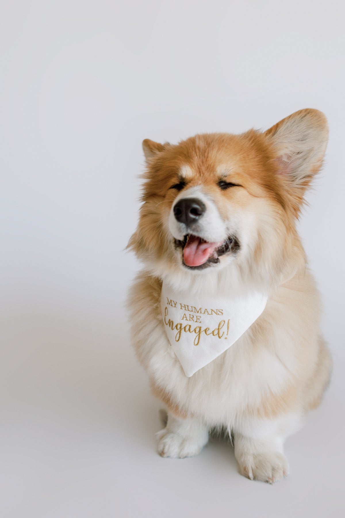 Dog wearing a bandana with wedding text on a white background