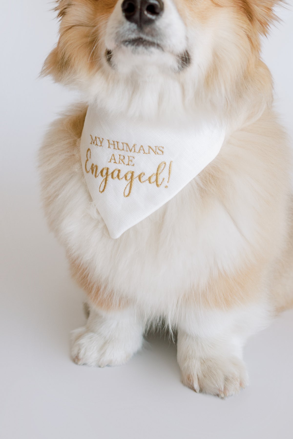Dog wearing a bandana with 'My humans are engaged!' text on a white background